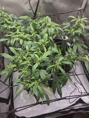 Vanna's Vanilla — auto, day 46