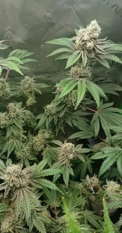 Mainely Genetics Micro Pheno Hunt — flower, day 92
