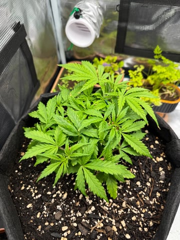 first try — vegetative, day 19