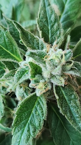 Royal Highness — flower, day 135