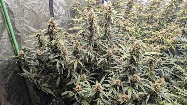 Strawberry Cheesecake Seedsman Seeds Autoflowers x2 — flower, day 88