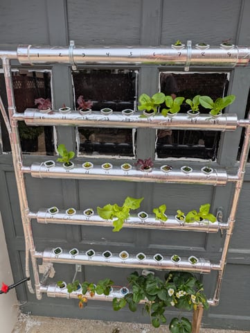 outdoor hydro ladder — vegetative, day 22