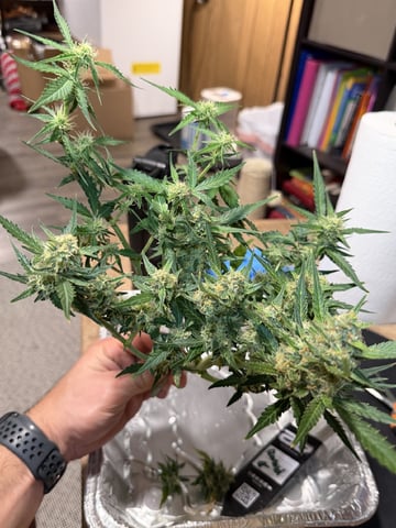Gorilla Cookies — 1st Grow — harvest, day 73