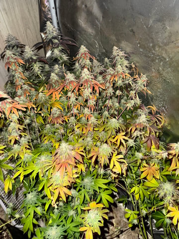 Hollywood Headband and LimeHeads  — harvest, day 171