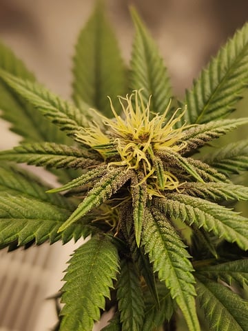 trap n pink — flower, day 98