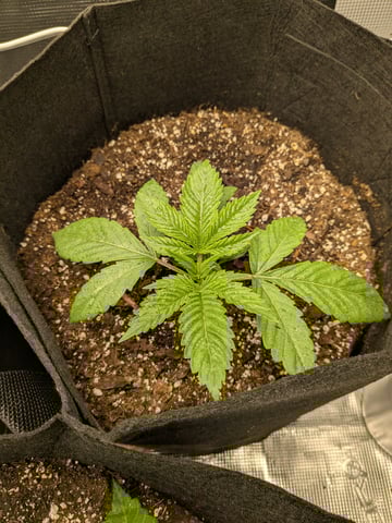 first grow — vegetative, day 13