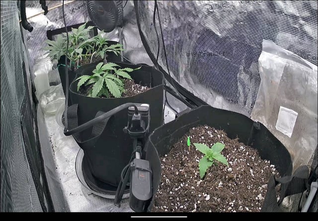 week 1 — vegetative, day 28