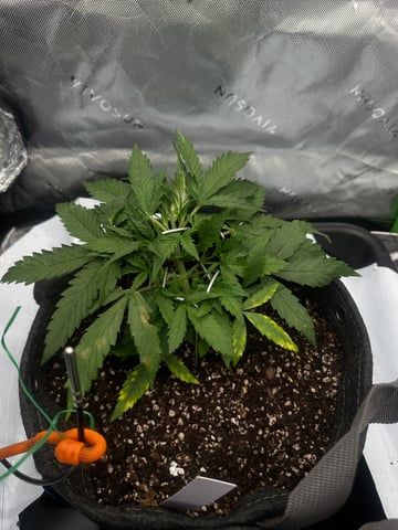 Ztrawberriez (Auto) 2026 - 1 — vegetative, day 29