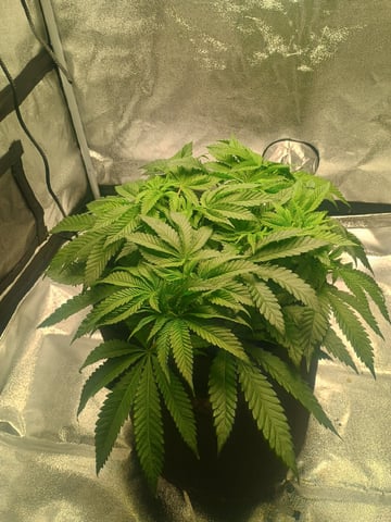 lil Slurry, first grow — flower, day 39