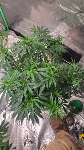 1st grow indoors(cardboard box to 2x2x4 to 5x5x6) — vegetative, day 66