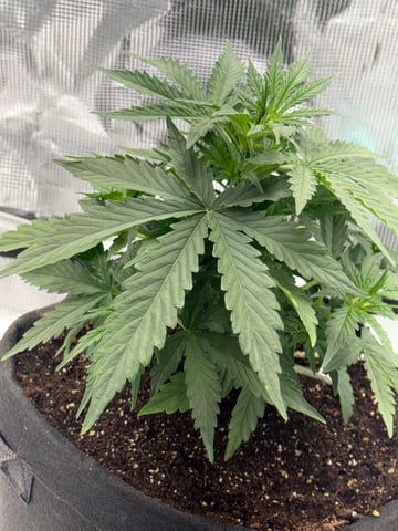 Indoor — vegetative, day 27