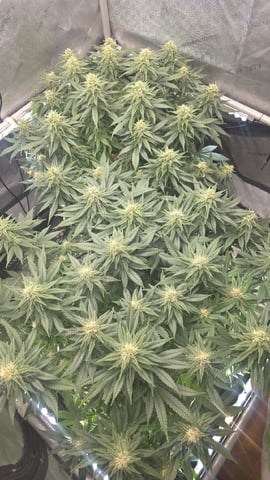 Original 1990 genetics  — flower, day 98