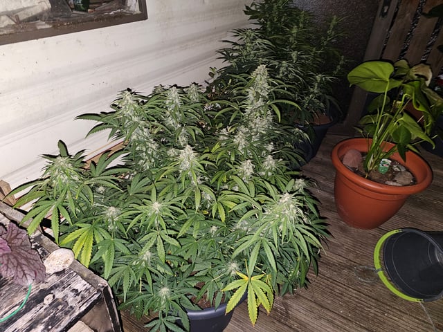 blue cheese  — flower, day 3