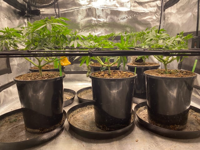 Solfire Gardens Grow — vegetative, day 54