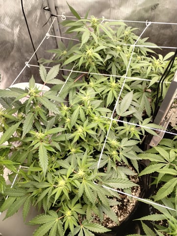 Second Grow — flower, day 7