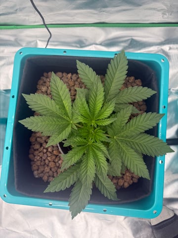 Hydro  1st run — vegetative, day 7