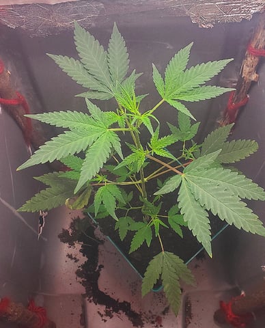 Plant 10A — flower, day 60