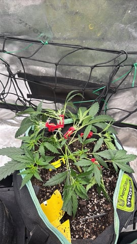 Indoor & Outdoor Grow 6 — vegetative, day 26