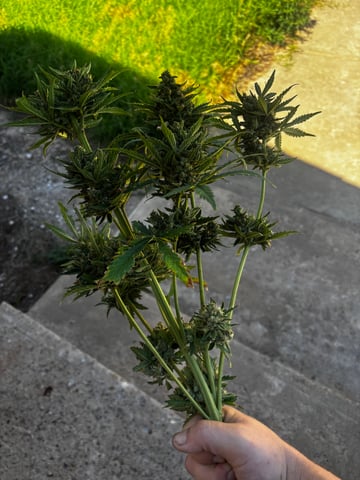 Autoflowers — harvest, day 69