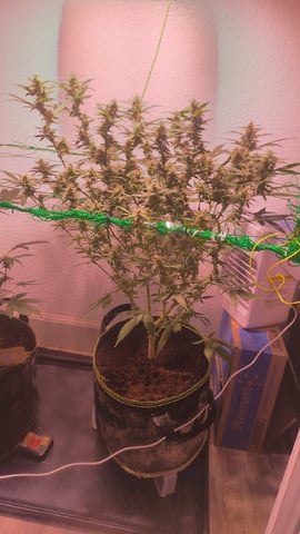 pineapple Express  — none, day 20