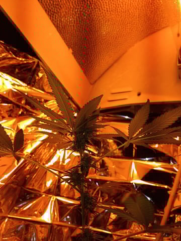 first grow — flower, day 13