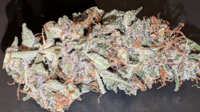 Strawberry Cheesecake Seedsman Seeds Autoflowers x2 — flower, day 113