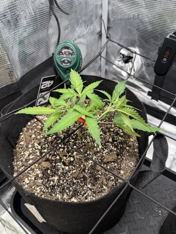 Gorilla Cookies — 1st Grow — vegetative, day 40