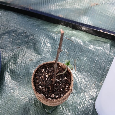 run #3 — flower, day 85