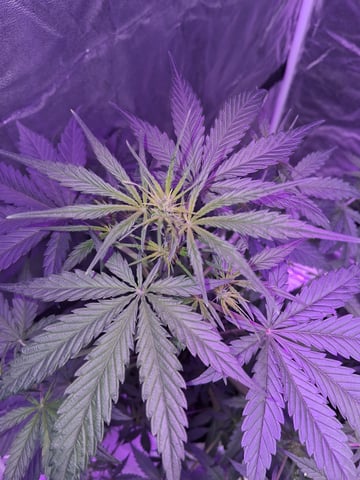 first auto grow — flower, day 36