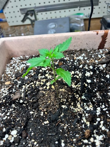 White Widow Twins — seedling_rooting, day 20