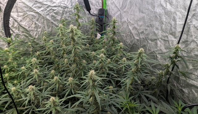 Strawberry Cheesecake Seedsman Seeds Autoflowers x2 — flower, day 61