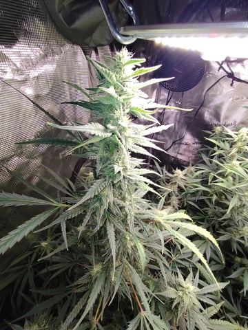 First grow — flower, day 74