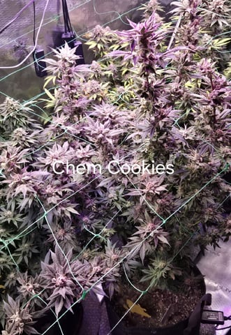 4 strains in 1 tent — flower, day 127