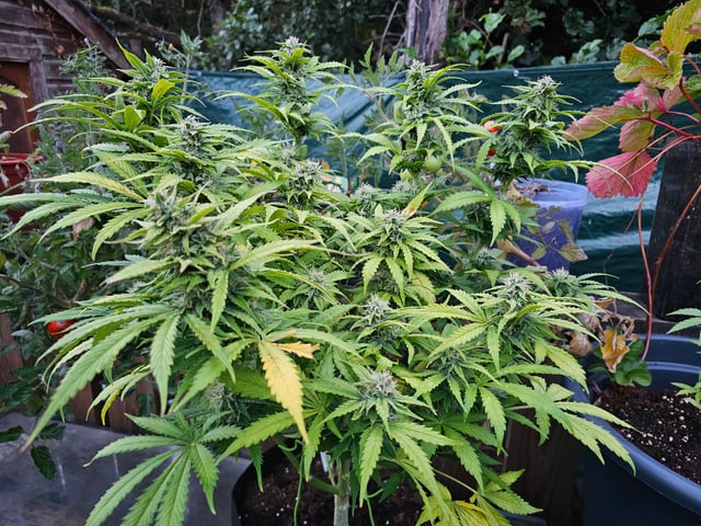 round 2 — flower, day 58