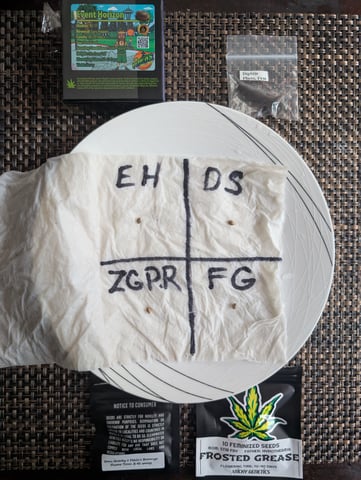 EG/SM/SG/CW — grow_setup, day 1