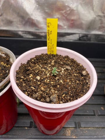 Widows Mimosa(auto) F2 progeny — seedling_rooting, day 10
