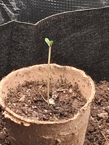 First Indoor Grow  — seedling_rooting, day 7