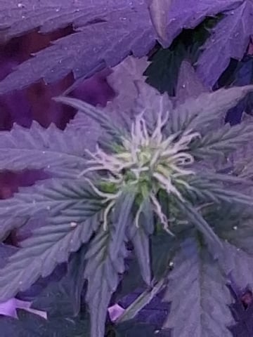 First Lagit Grow — flower, day 36
