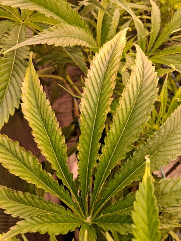 Blueberry OG Kush — flower, day 2