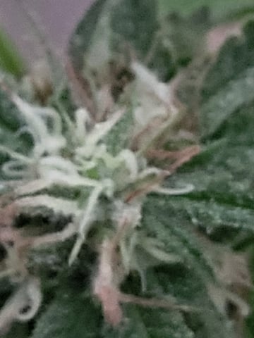 Bread — flower, day 45