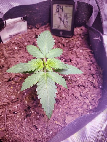 Pcsmoker99  — vegetative, day 18