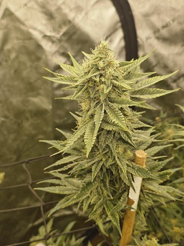 Dwc & Soil Run.  — flower, day 91