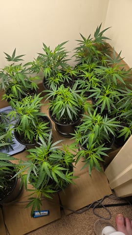 Blue Dream Clones — vegetative, day 11