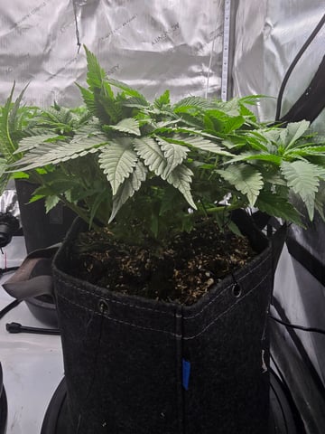 Purple Haze  — vegetative, day 32