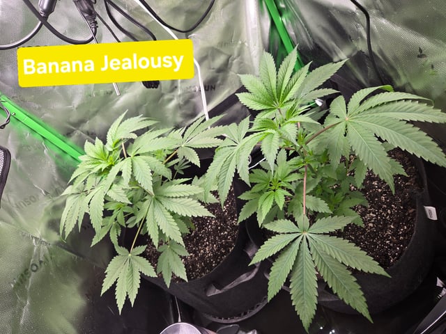 new bee's  — flower, day 105