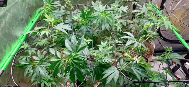 Papaya Frosting  — vegetative, day 61