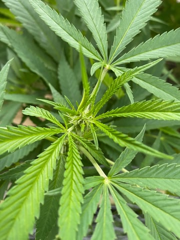 queen of soul X cap junky  — flower, day 129