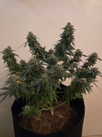 Critical Kush — harvest, day 133