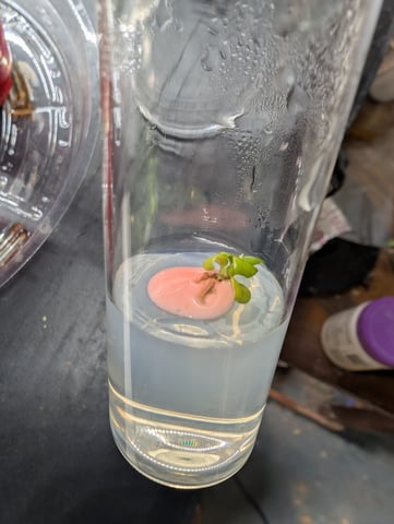 Plant in a test tube — seedling_rooting, day 4