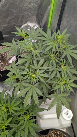 Mixed Grow — grow_setup, day 41